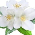 Hvide blomster