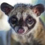 Sibet/civet