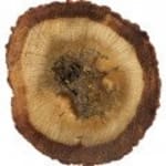 Oud (Indien)/Oud Hindi