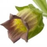 Belladonna