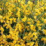 Ginsten (Cytisus/Genista)