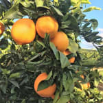 Appelsinblad