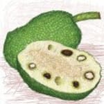 Brødnød