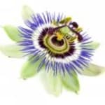 Passionsblomst