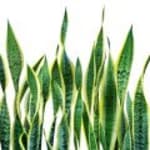 Svigermors tunge/Bajonetplante