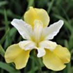 Iris butter (Irissmør)