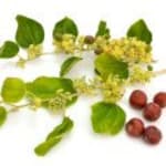 Kandiseret jujube