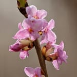 Daphne-ackord