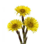 Tussilago