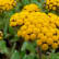 Immortelle