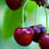 Cerise