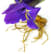 Racine d’iris