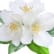 Vita blommor