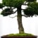 Hinoki