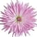 Krysantemum