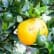 Chinotto