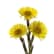 Coltsfoot, Tussilago