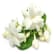 Jasmin