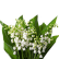 Muguet