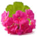 Pélargonium