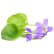 Violblad