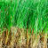 Vetiver