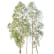 Eucalyptus