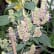 Patchouli