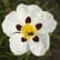 Labdanum
