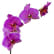 Orchidée