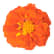 Tagetes