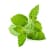 Menthe