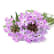 Verveine