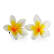 Frangipani
