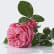 Rose de Damas