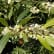 Osmanthus
