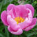 Pivoine