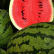 Vattenmelon