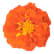 Ringblomma