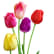 Tulipan