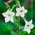 Tobaksblomst