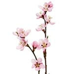 Cherry Blossom