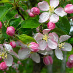 Æbleblomst