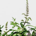 Herbs