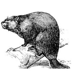 Castoreum