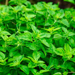 Oregano