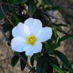Cistus