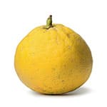Bergamot