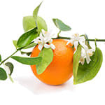 Appelsinblomst