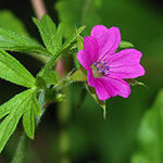 Geranium